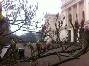 Magnolian vid Universitetshuset. Missa inte heller Studentsångarna som under 1 Maj står på universitetshusets trappa och sjunger in våren. Sänds även direkt på TV4